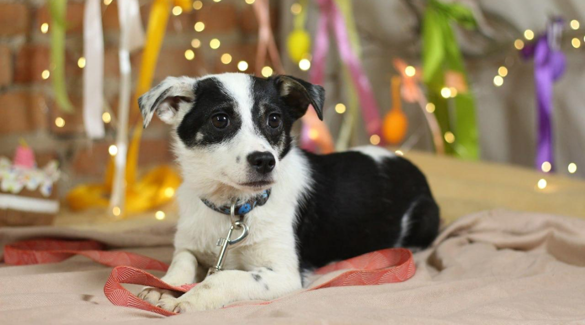 Chiens à adopter